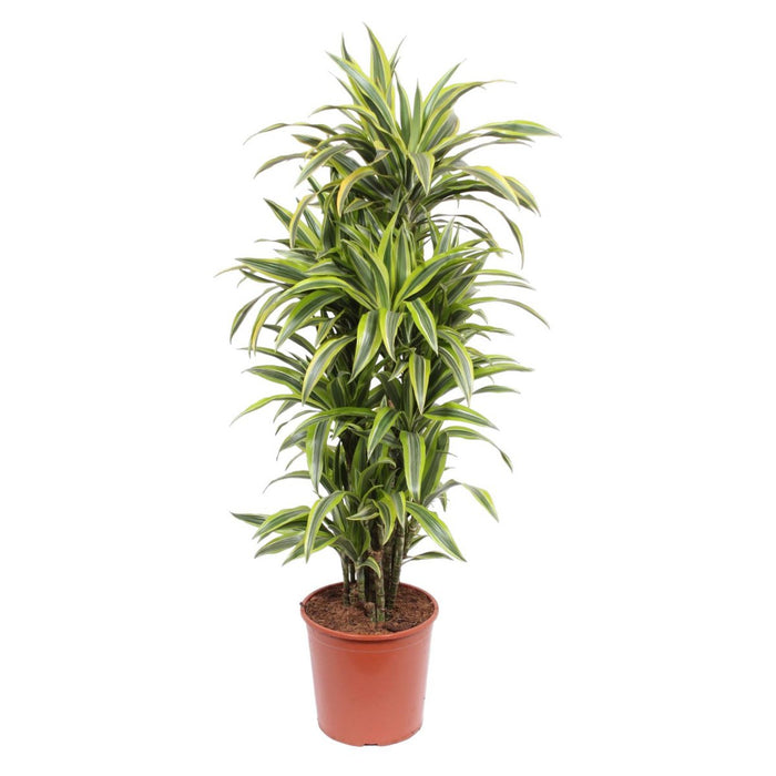 Dracaena Citroen Limoen - 150 cm - ø30