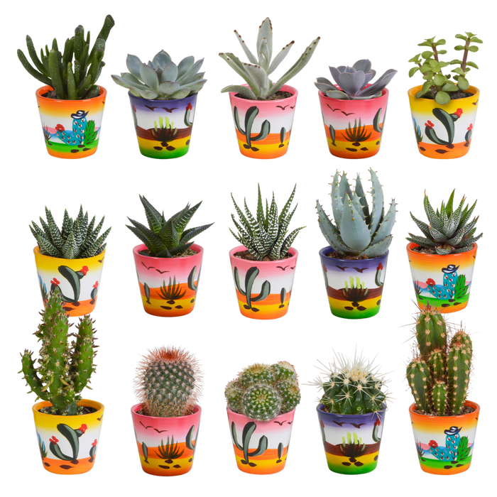 Cactus en vetplanten mix 5.5 cm | 15 stuks - in Mexicaanse pot