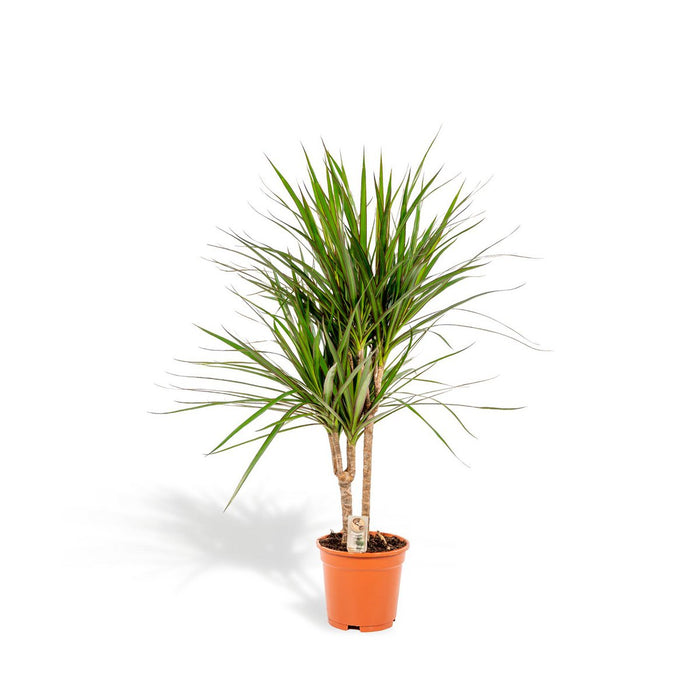 Dracaena Marginata - Ø17cm - 90cm