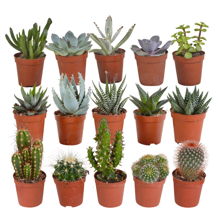 Cactus en vetplanten mix 5.5 cm | 15 stuks - zonder pot