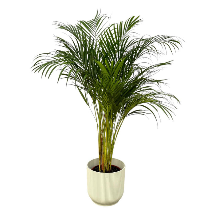 Areca palm - 130cm - Ø24cm inclusief elho Vibes Fold Round wit D30xH27