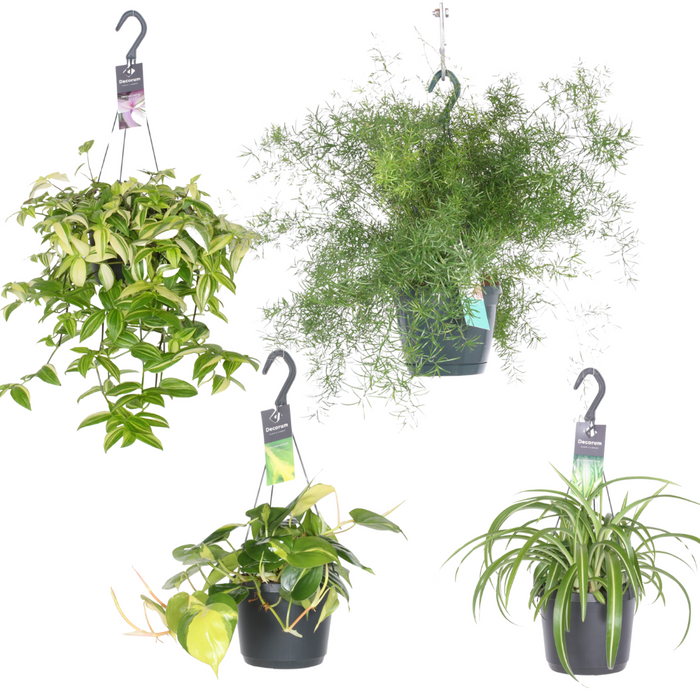 Kamerplanten Mix Hangende Oases - 4 stuks - Ø17cm - 35-40cm