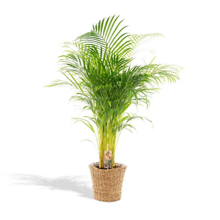 Areca met mand - 110cm -Ø21cm