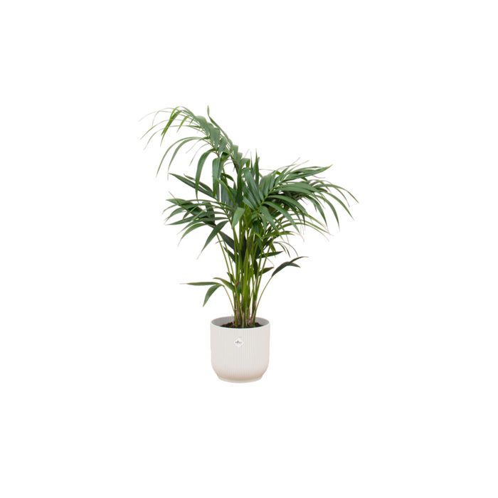 Combideal - Kentia palm inclusief elho Vibes Fold Round wit Ø25 - 130 cm