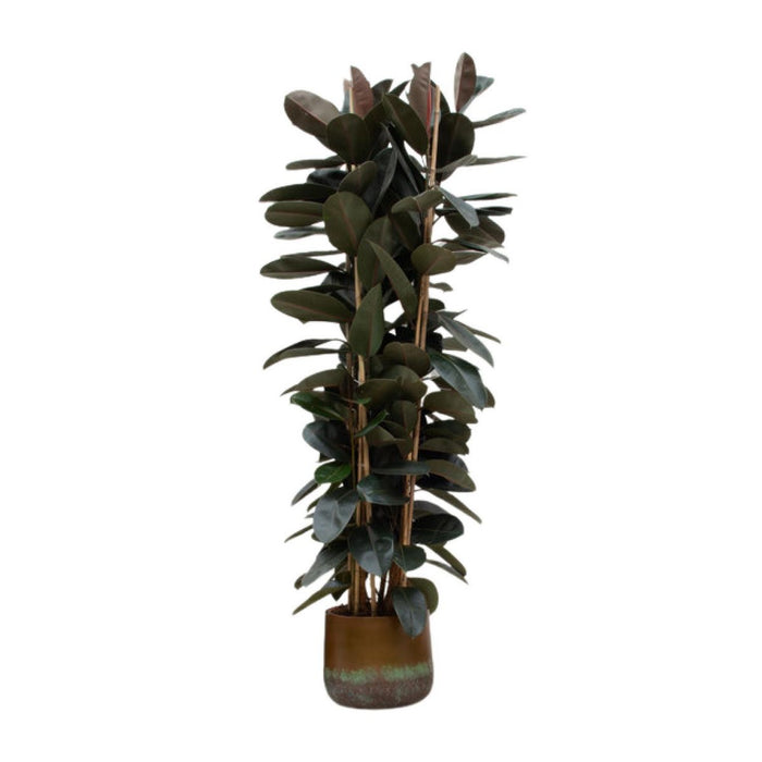 Ficus Elastica Abidjan struik  - 225cm - ø40