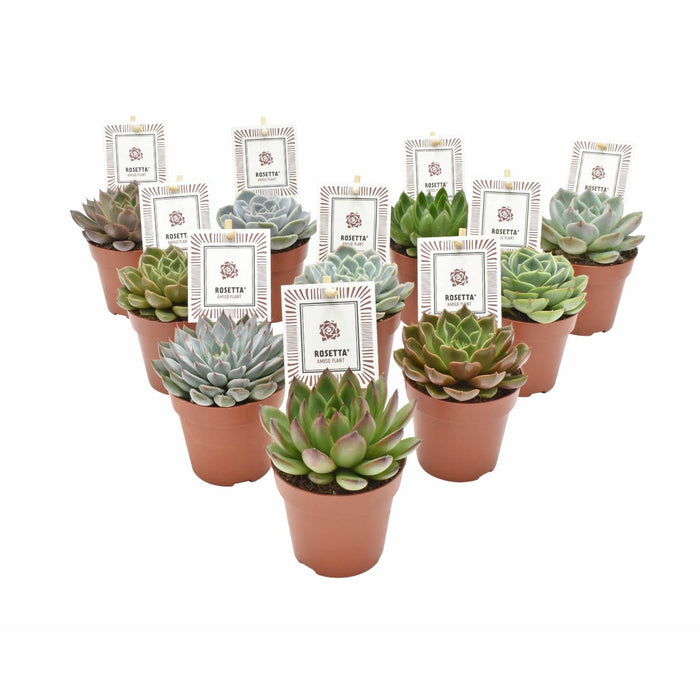 Echeveria Rosetta Mix - 10 stuks - Ø8,5cm - 14cm