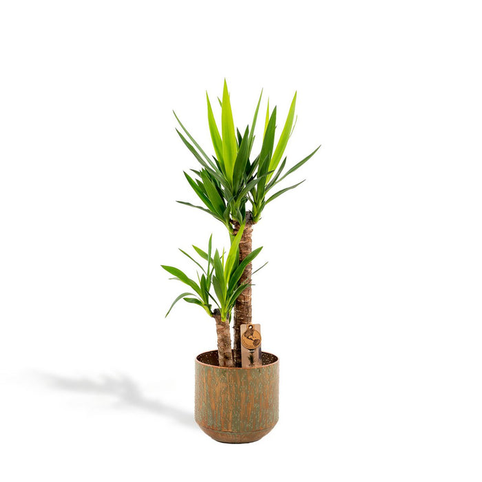 Yucca met pot - 100cm - Ø21cm