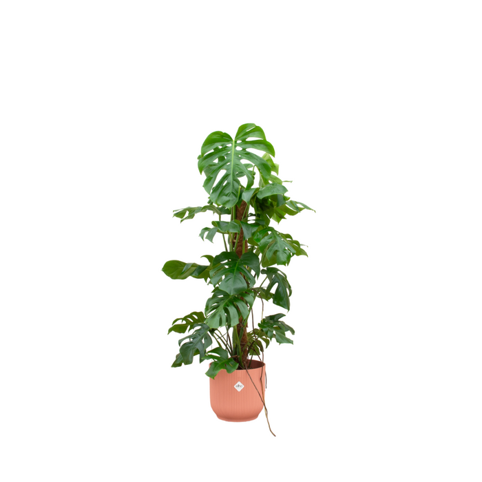 Combideal - Monstera Pertusum XL inclusief elho Vibes Fold Round Ø30 roze - 120 cm