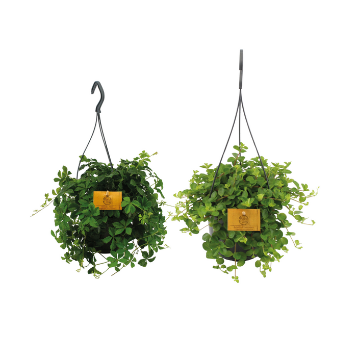 Hangplant duo - 2 stuks - Ø15cm - 25cm