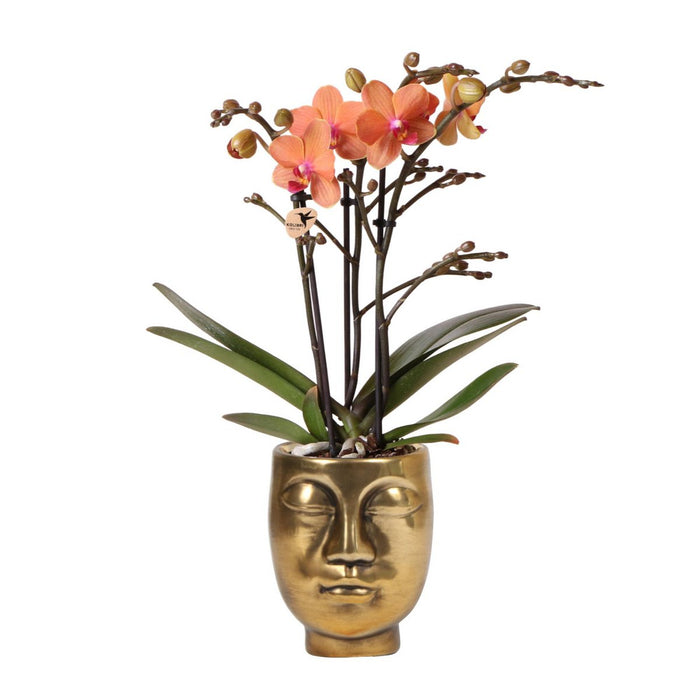 Kolibri Orchids | Oranje Phalaenopsis orchidee - Mineral Bolzano + Face-2-Face gold- potmaat Ø9cm | bloeiende kamerplant - vers van de kweker