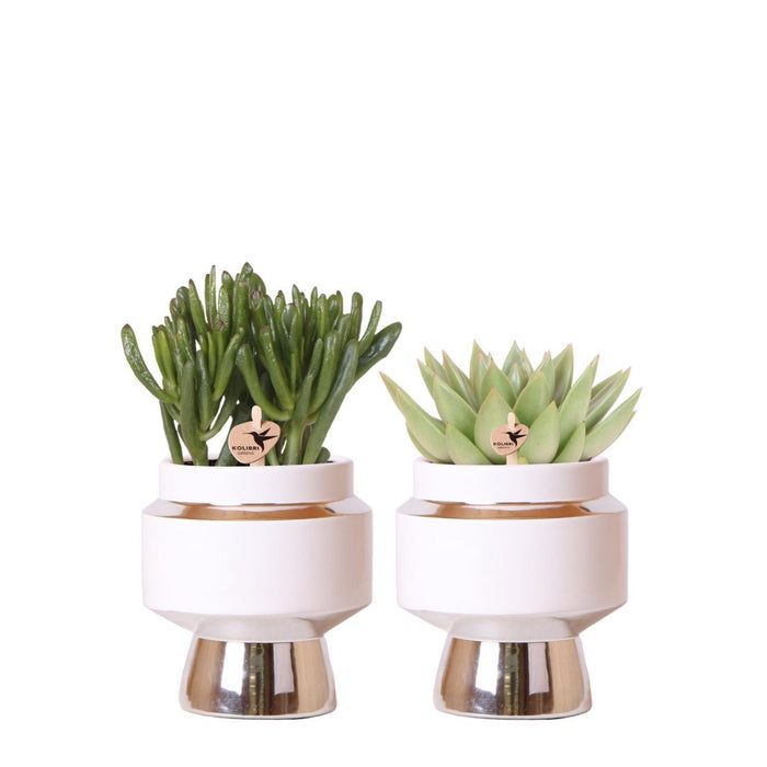 Kolibri Greens | Succulenten set van 2 planten in zilveren Le Chic sierpotten - keramiek  potmaat Ø9cm