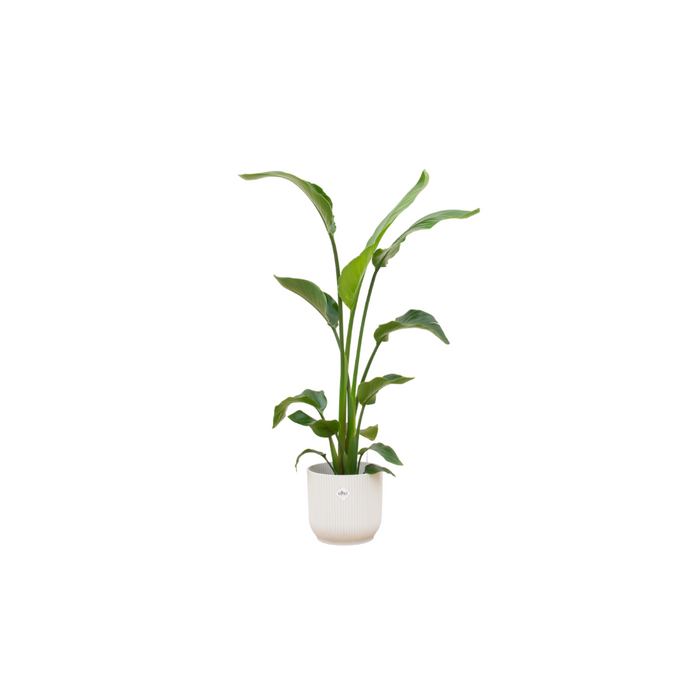 Combideal - Strelitzia Nicolai inclusief elho Vibes Fold Round wit Ø22 - 120 cm