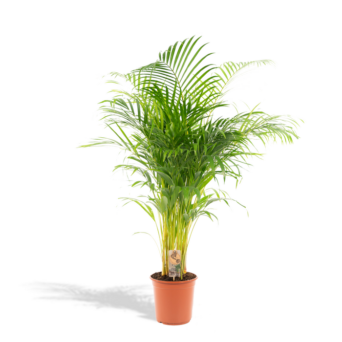 Arecapalm - Ø24cm - 130cm