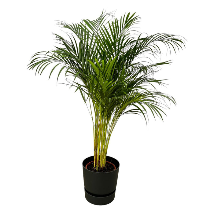 Areca palm - 130cm - Ø24cm inclusief elho Greenville Round zwart D30xH28