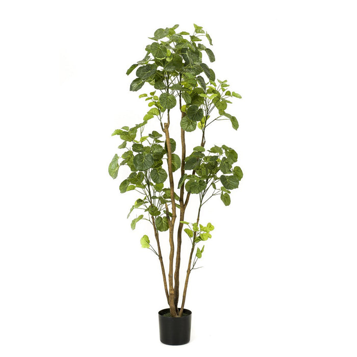 Kunstplant - Polyscias - Aralia - 160 cm