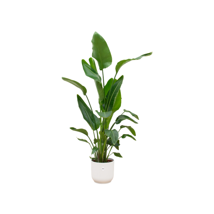 Combideal - Strelitzia Nicolai inclusief elho Vibes Fold Round wit Ø30 - 160 cm