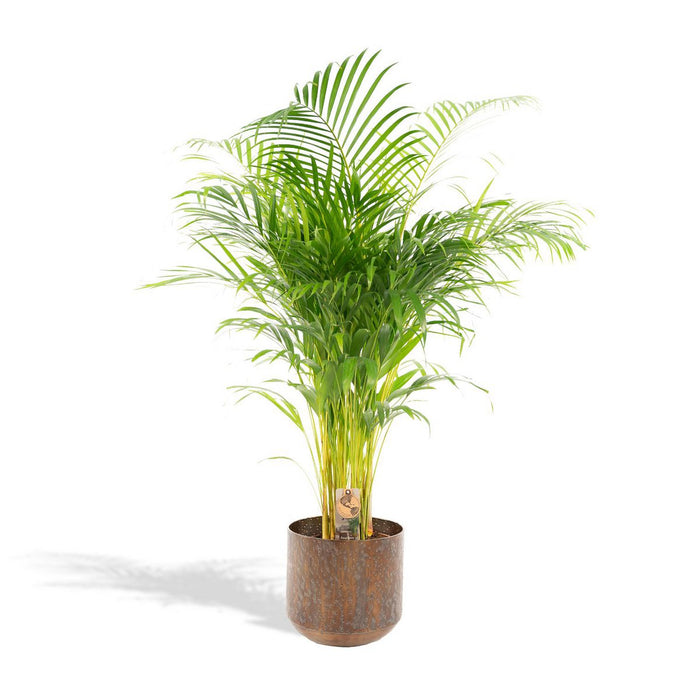 Areca palm met pot - 110cm - Ø21cm