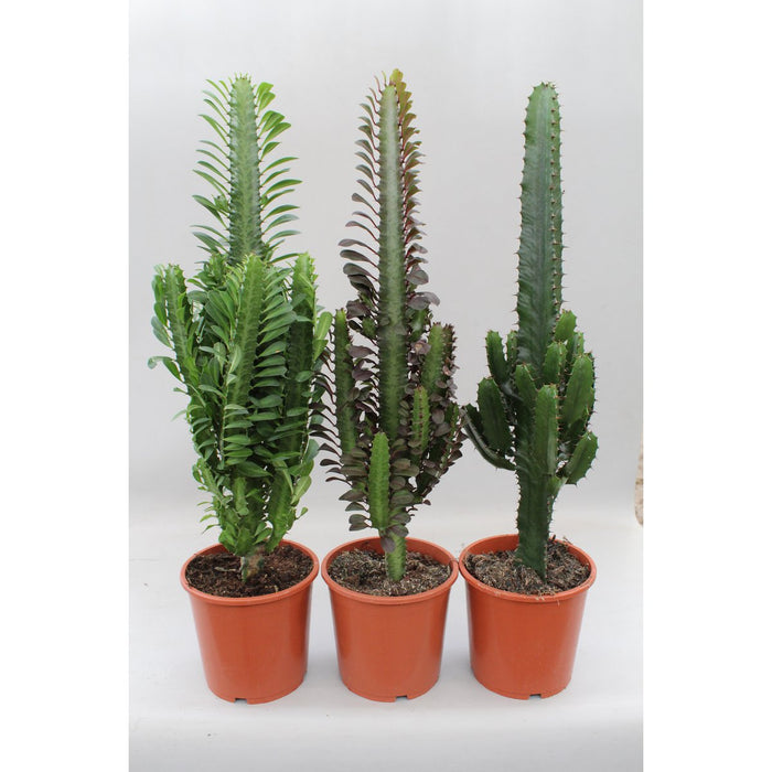 Cactus Desert Mix (Euphorbia) - 3 stuks - Ø17cm - ?70cm