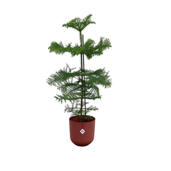 Combideal - Araucaria (kamerden) inclusief elho Jazz Round Tuscan Red Ø23 - 100 cm