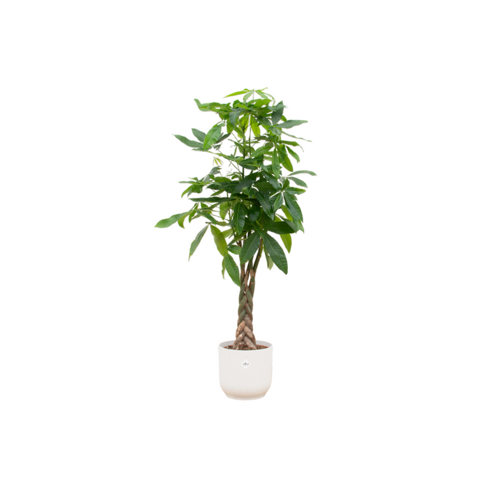 Pachira Aquatica inclusief elho Vibes Vouw Rond wit - 160cm - Ø30