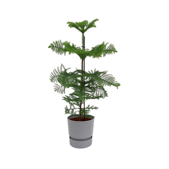 Combi deal - Araucaria (kamerden) inclusief elho Greenville Round grijs Ø25 - 100 cm