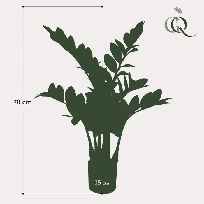 Kunstplant - Zamioculcas - Kamerpalm - 70 cm