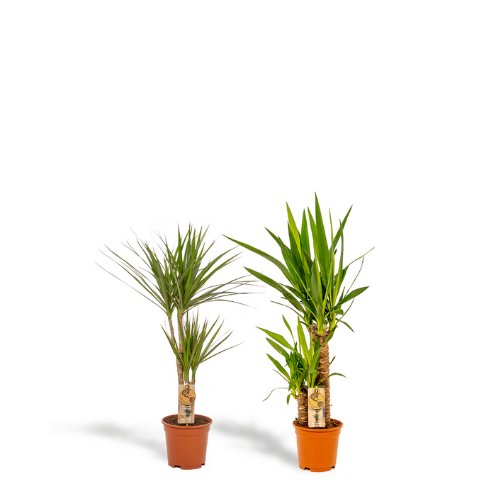 Dracaena?70cm - Ø17cm + Yucca 90cm - Ø17cm