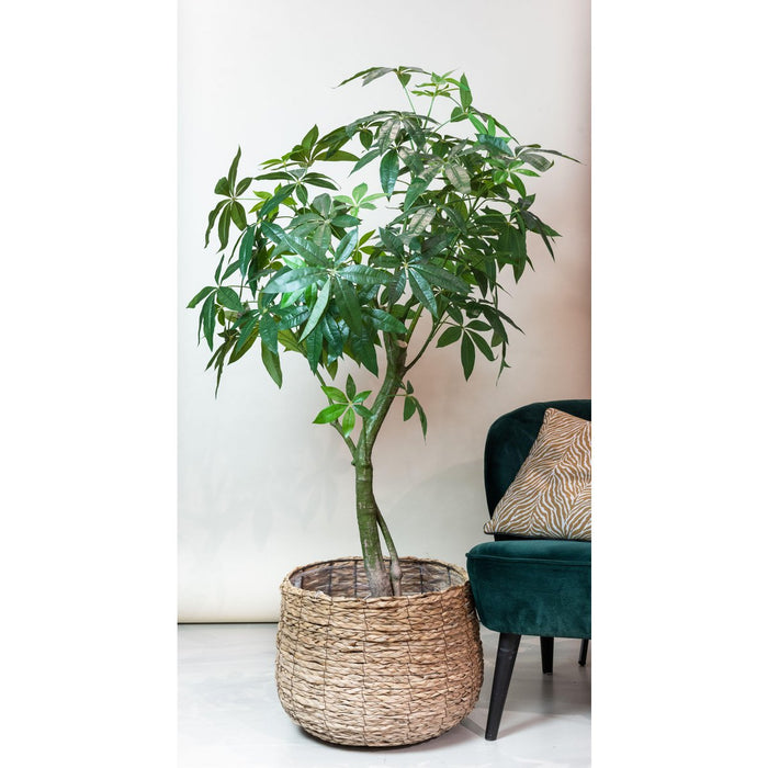 Kunstplant - Pachira Aquatica - Geldboom - 180 cm