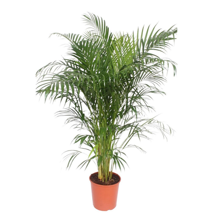 Dypsis Lutescens (Arecapalm) - 160 cm - ø30