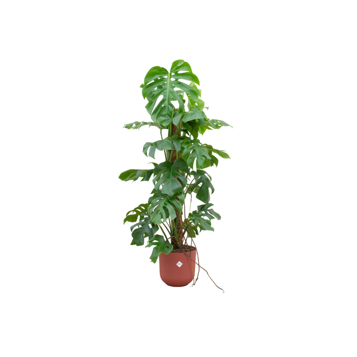 Combi deal - Monstera Pertusum XL inclusief elho Jazz Round rood Ø26 - 120 cm