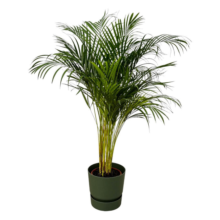 Areca palm - ?130cm - Ø24cm inclusief elho Greenville Round groen D30xH28