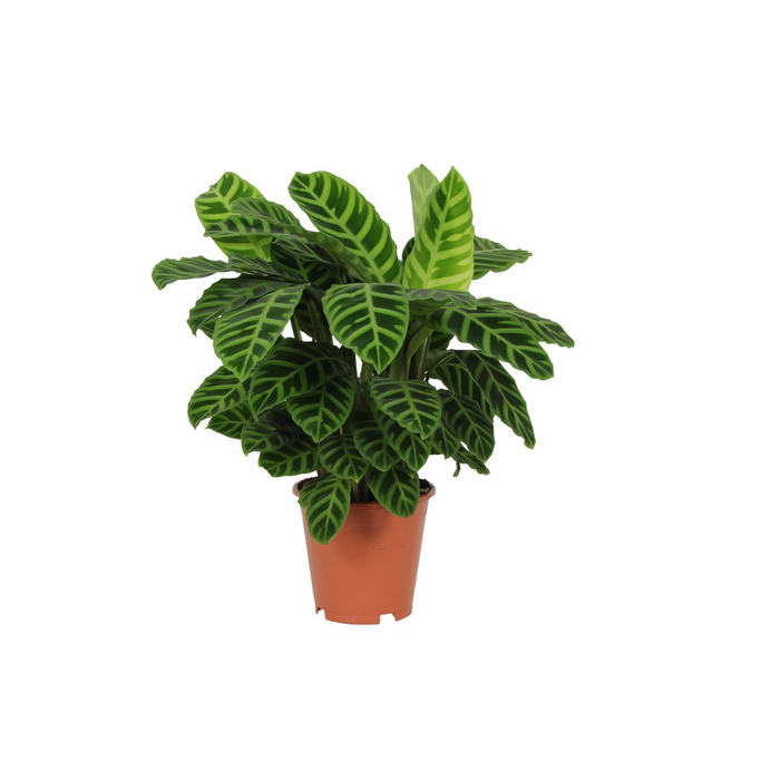 Calathea Zebrina - 80 cm - Ø19cm