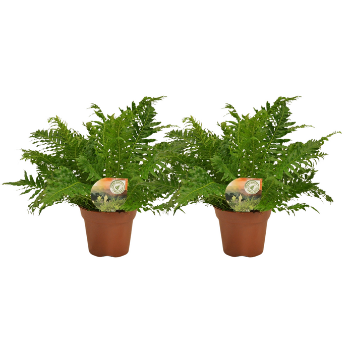 Blechnum Silver Lady - 2 stuks - Ø17cm - 50cm