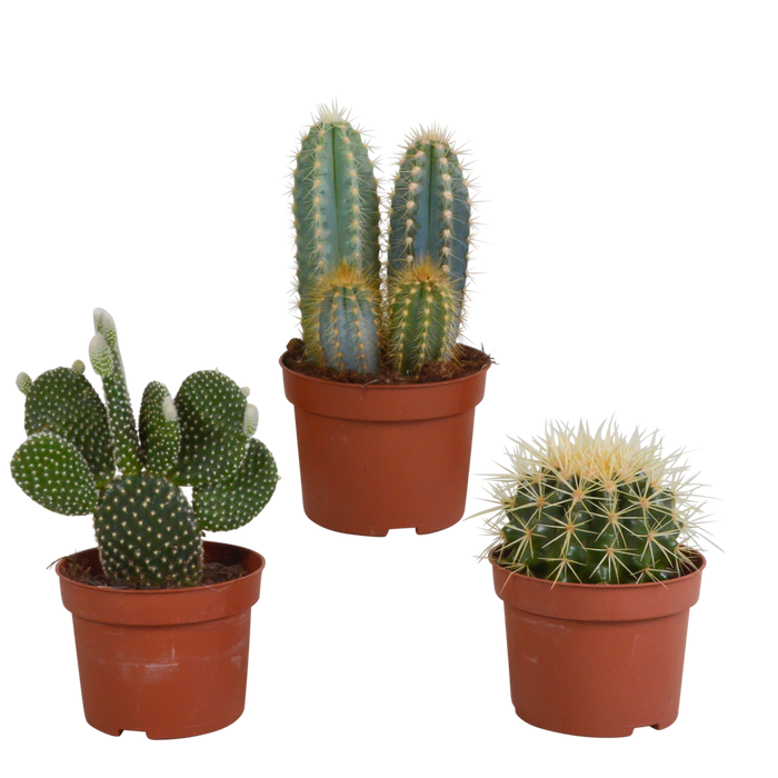 Cactus mix 10.5 cm - 3x - zonder pot