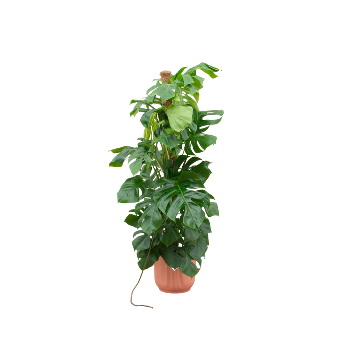 Combideal - Monstera Pertusum XL inclusief elho Vibes Fold Round roze Ø30 - 150 cm