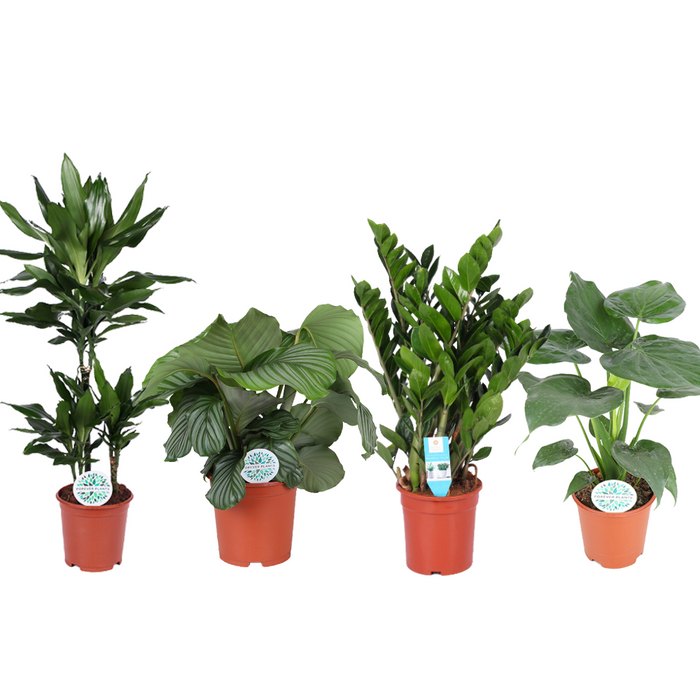 Kamerplanten Green Harmony - 4 stuks - Ø21cm - 70-95cm