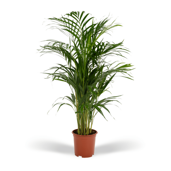 Arecapalm - Ø19cm - 85cm