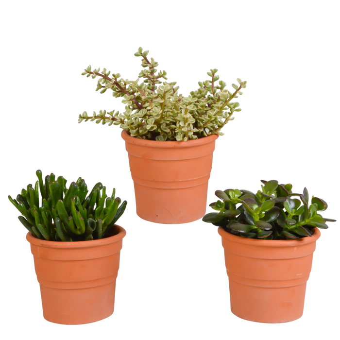 Crassula mix 10,5 cm - 3x - in terracotta pot