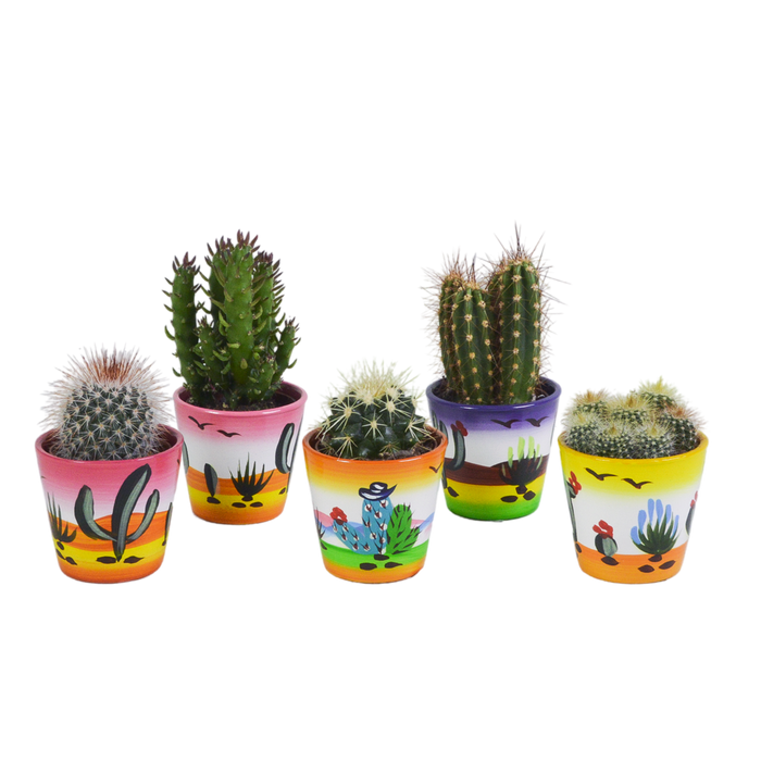 Cactus mix 5.5 cm - 5x - in Mexicaanse pot