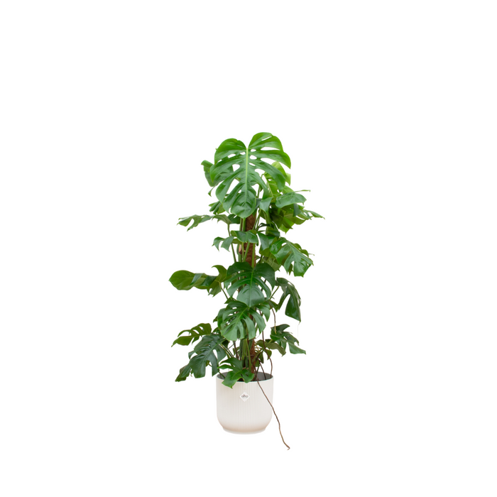 Combideal - Monstera Pertusum XL inclusief elho Vibes Fold Round wit Ø30 - 120 cm