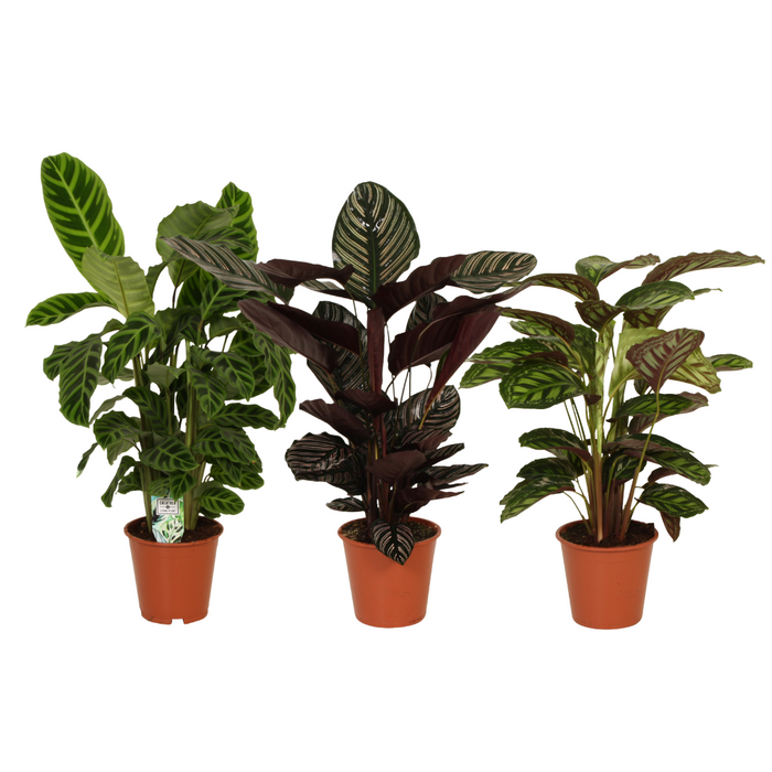 Calathea's Pracht - 3 stuks - Ø19cm - 75-80cm