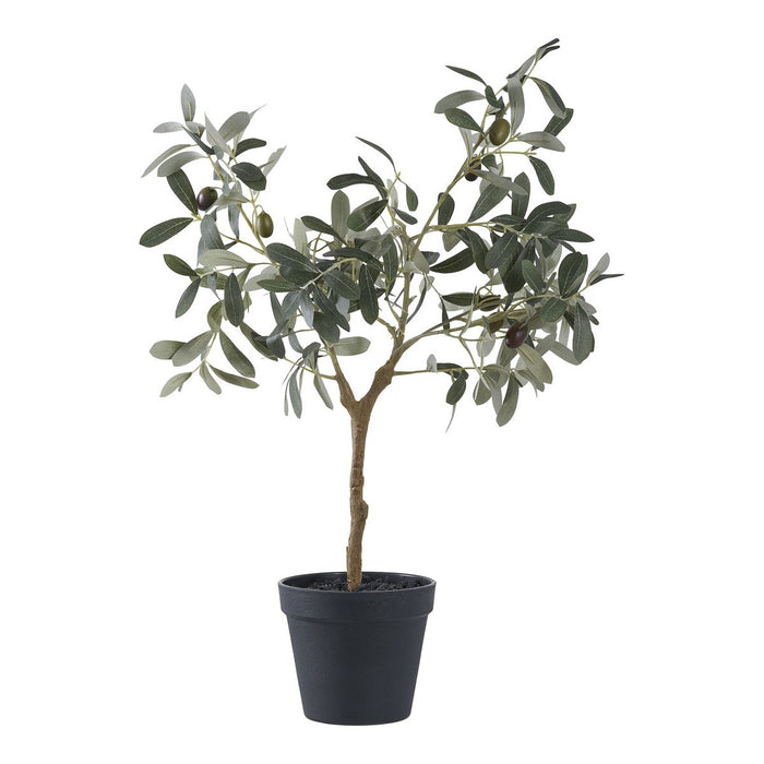 Olive tree