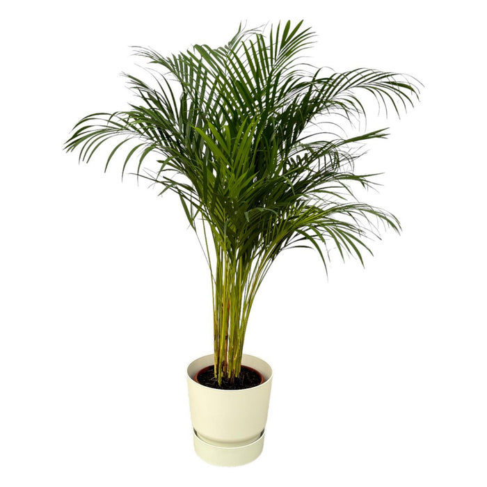 Areca palm - 130cm - Ø24cm inclusief elho Greenville Rond wit D30xH28