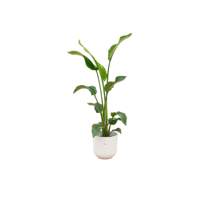 Combideal - Strelitzia Nicolai inclusief elho Jazz Round wit Ø23 - 100 cm