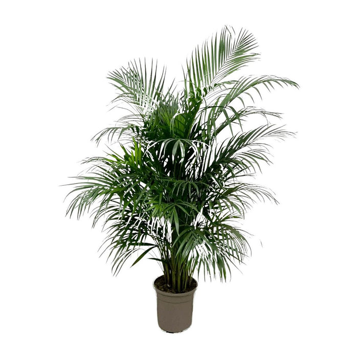 Dypsis Lutescens (Arecapalm) 160 cm - ø24