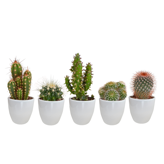 Cactusmix 5,5 cm - 5x - in witte pot