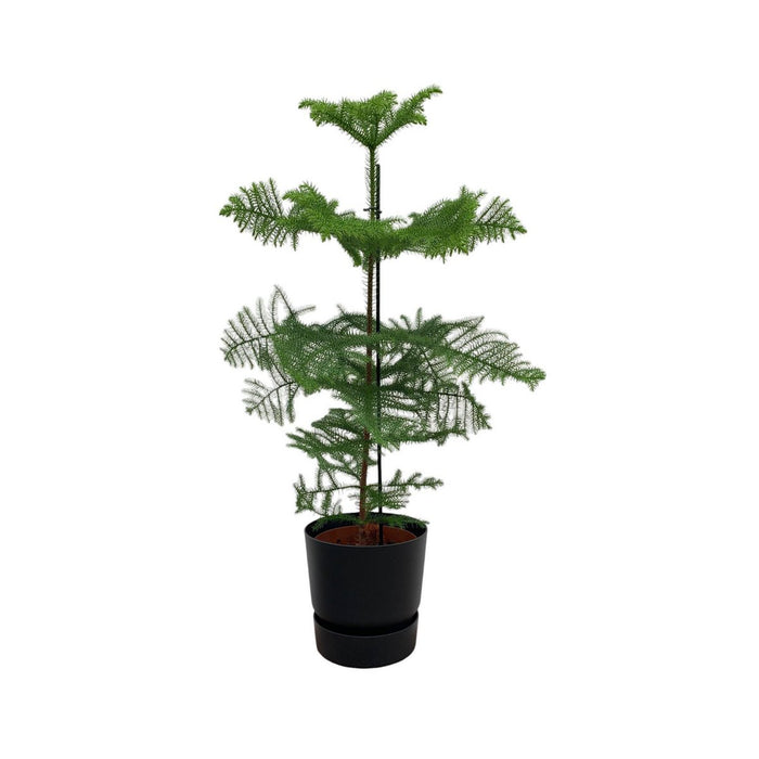 Combi deal - Araucaria (kamerden) inclusief elho Greenville Round zwart Ø25 - 100 cm