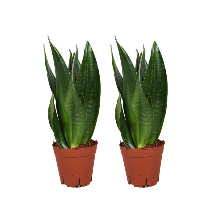 Sansevieria Dark Diamond - 2 stuks - Ø14cm - 40cm