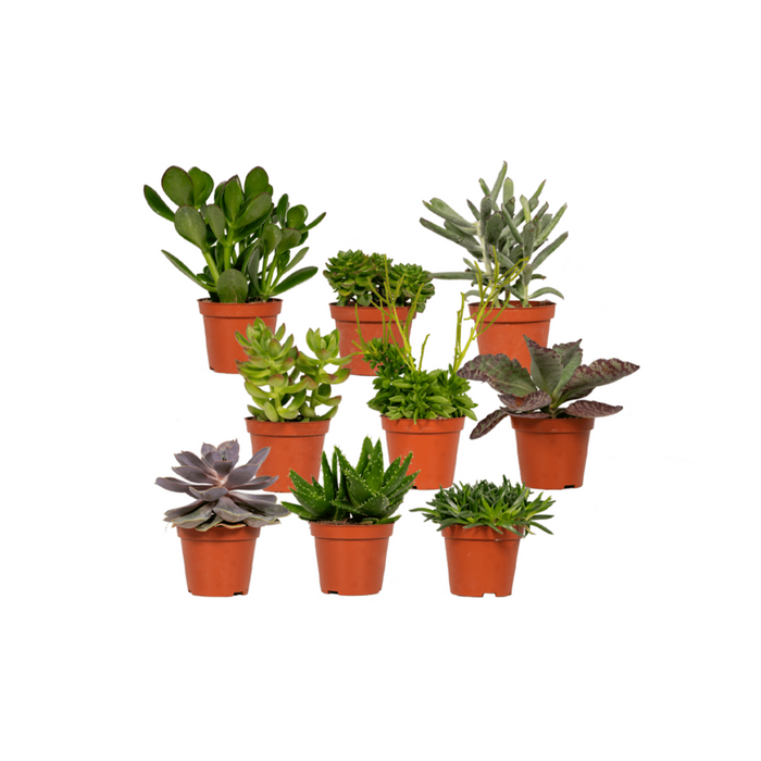 Succulenten Mix - 9 stuks - Ø8,5cm - 10 cm