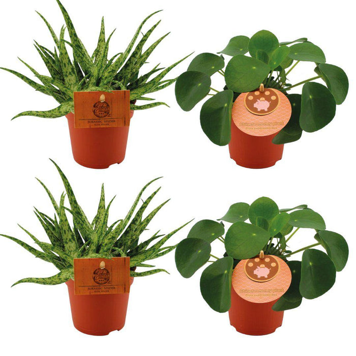 2x Aloe Spider + 2x Pilea Peperomoides - 4 stuks - Ø10,5cm - 10cm